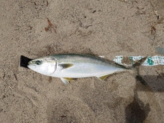 ワラサの釣果