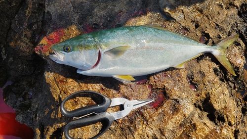 ヒラマサの釣果
