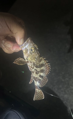 カサゴの釣果