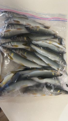 アユの釣果