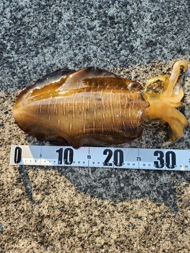 ミズイカの釣果
