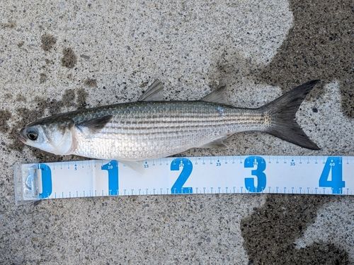 ボラの釣果