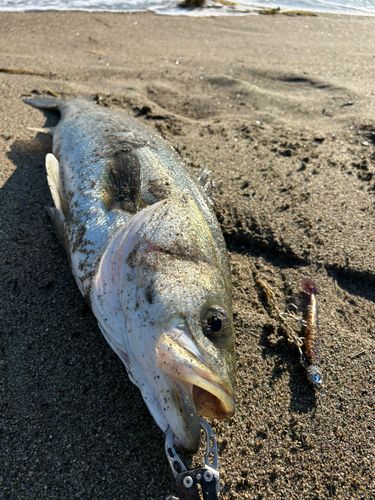 スズキの釣果