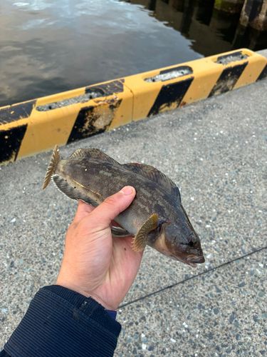 釣果