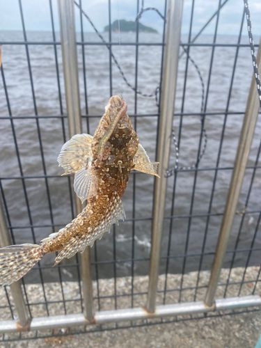 ネズミゴチの釣果