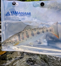 ヤマメの釣果