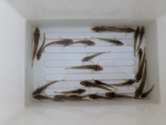 マハゼの釣果