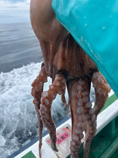 タコの釣果