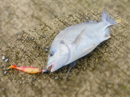 キビレの釣果