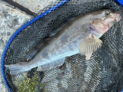アイナメの釣果