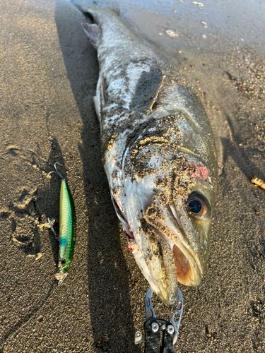 スズキの釣果