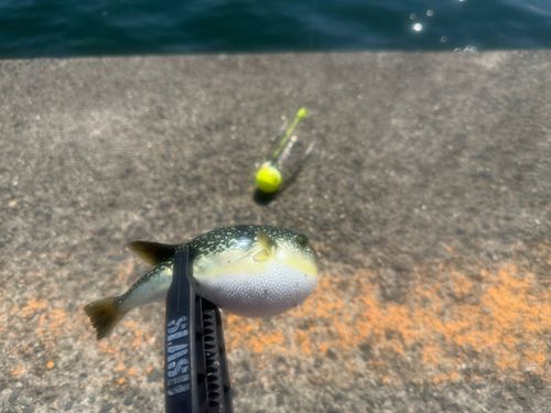 クサフグの釣果