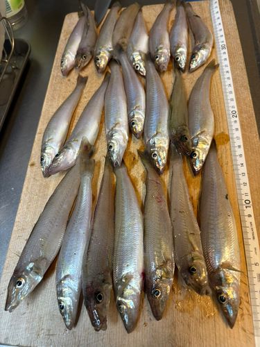 シロギスの釣果