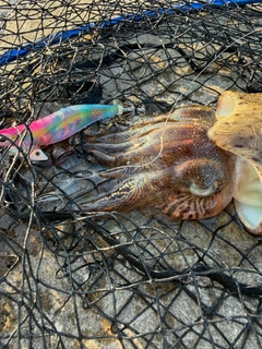 モンゴウイカの釣果