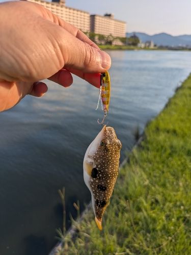 クサフグの釣果