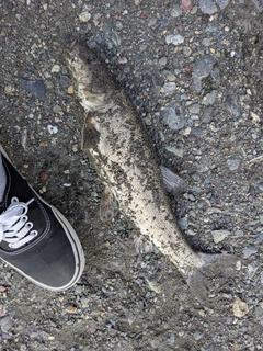 ウグイの釣果