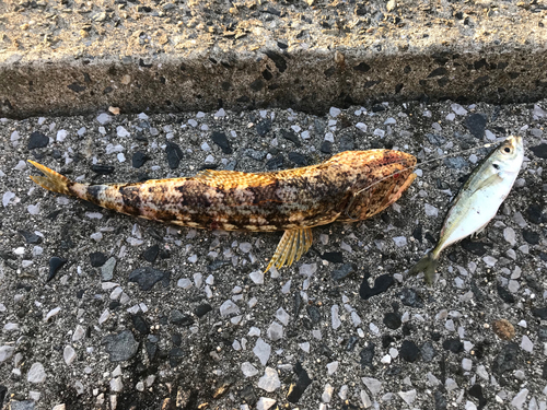 ワニエソの釣果