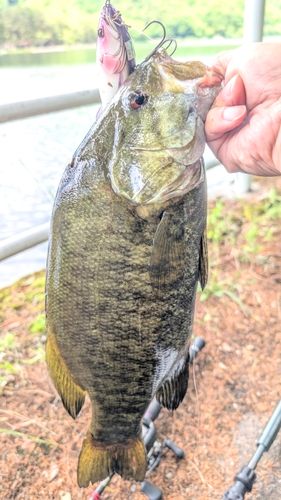 スモールマウスバスの釣果