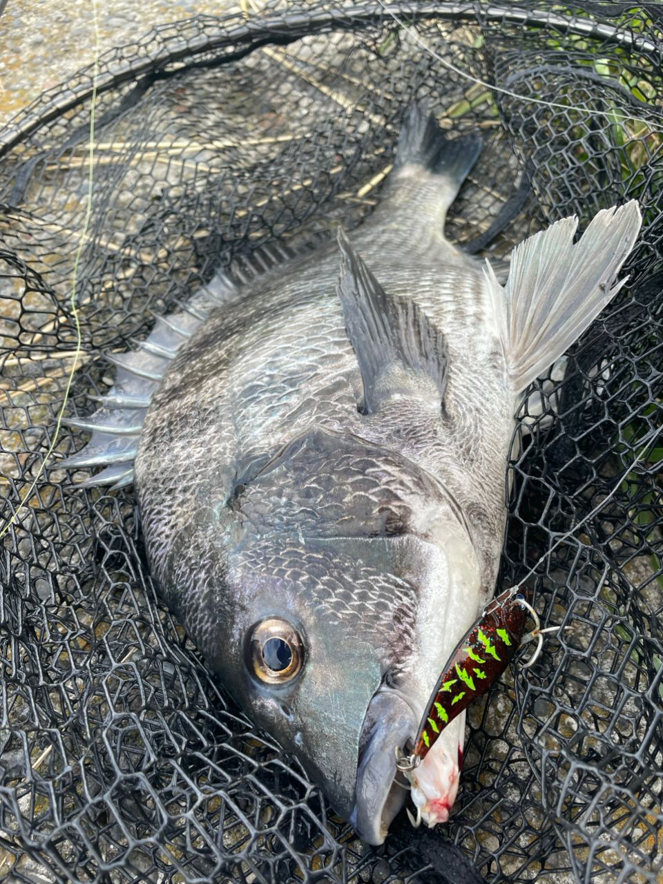SHIMANO 23ディアルーナ S86Lの最安値・インプレ・釣果 | 本音の口コミ