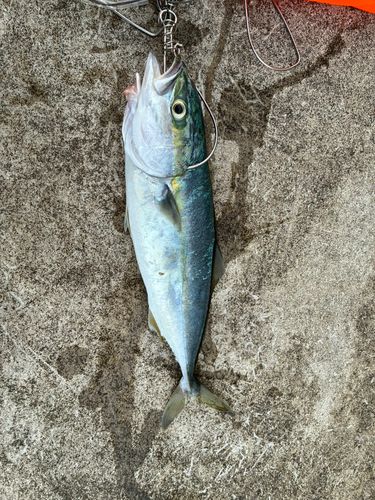 イナダの釣果
