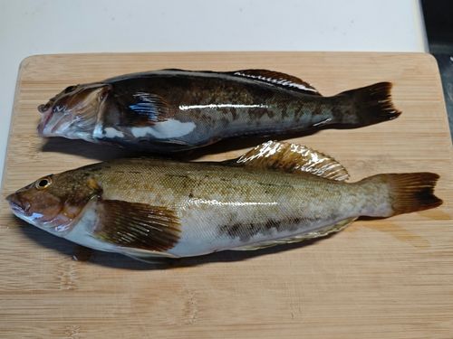 アイナメの釣果