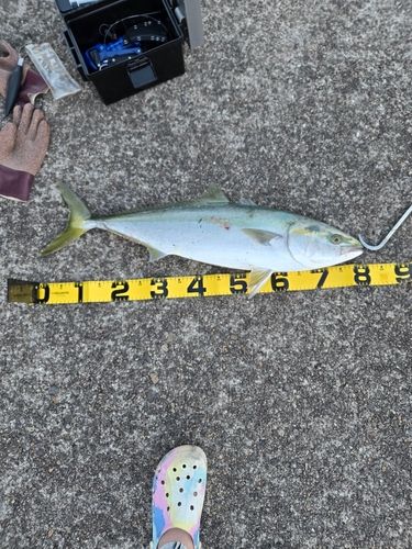 ブリの釣果