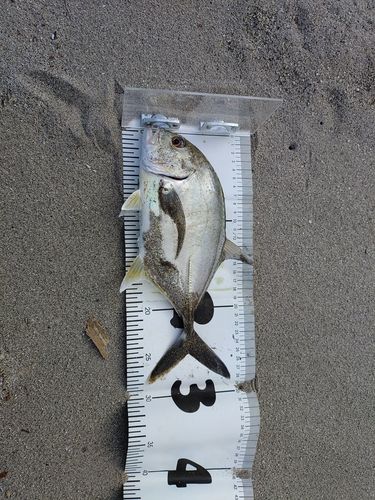 メッキの釣果