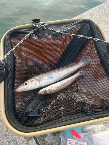 キスの釣果