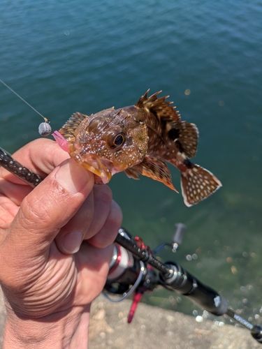 ガシラの釣果