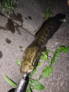 ライギョの釣果