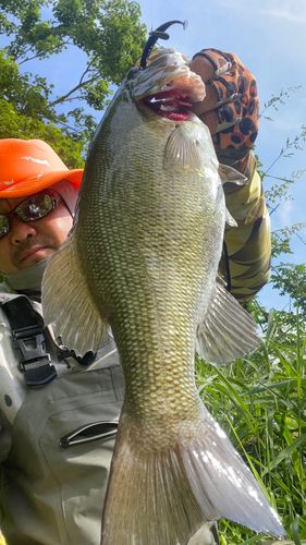 スモールマウスバスの釣果