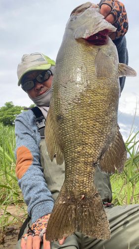 スモールマウスバスの釣果