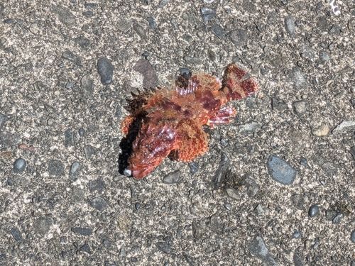 オニカサゴの釣果