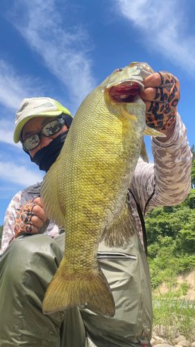 スモールマウスバスの釣果