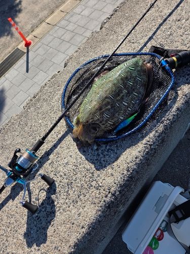 モンゴウイカの釣果