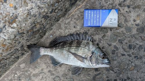メイタの釣果