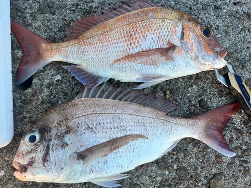 タイの釣果