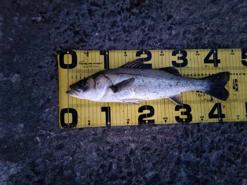 スズキの釣果