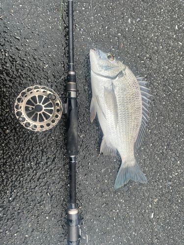ミナミクロダイの釣果