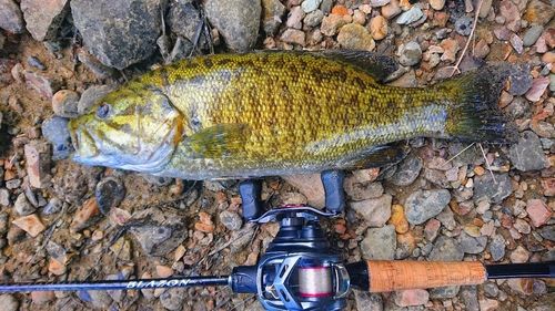 スモールマウスバスの釣果