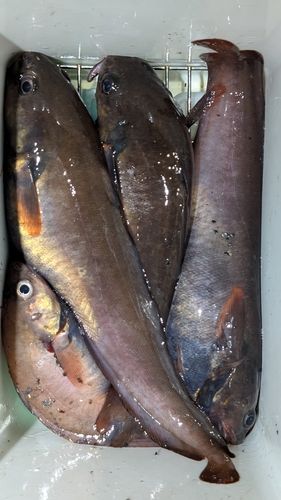 ドンコの釣果