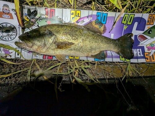 ブラックバスの釣果