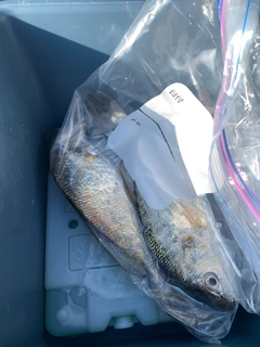 イシモチの釣果