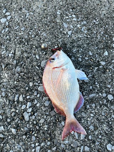 チダイの釣果