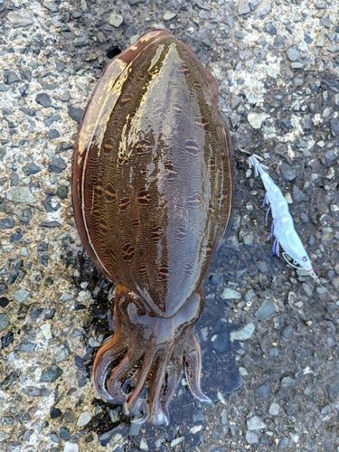 モンゴウイカの釣果