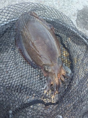 モンゴウイカの釣果