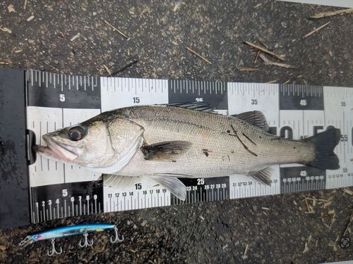 マルスズキの釣果