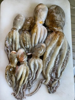 マダコの釣果