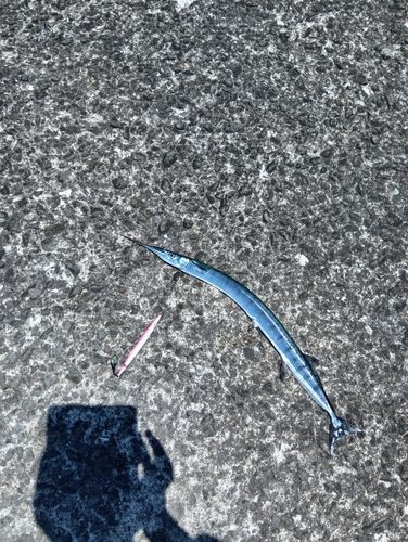 ダツの釣果