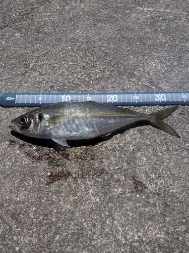 マアジの釣果